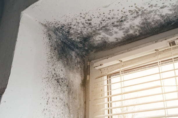 Affordable Attic Mold Remediation solutions in Forest Park, GA